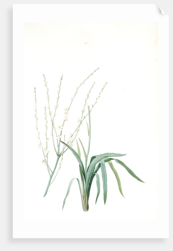 Phalangium elatum, Chlorophytum elatum; Phalangère élancée, Spider plant by Pierre Joseph Redouté