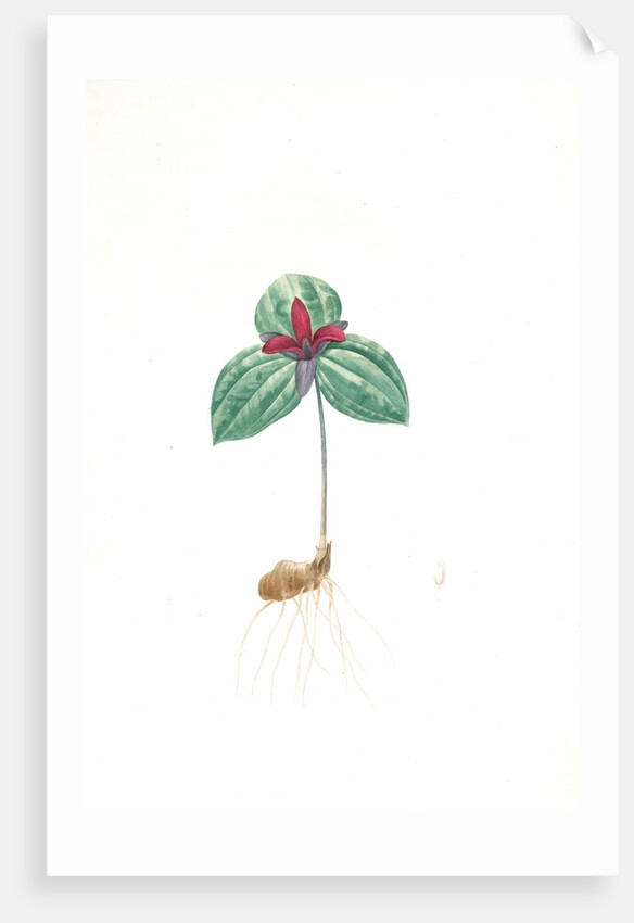 Trillium sessile, Trillium sessile, Wood-lily; Birthroot, Wake Robin, Stinking Benjamin by Pierre Joseph Redouté