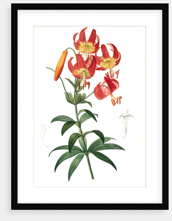 Lilium superbum; Lis superb by Pierre Joseph Redouté