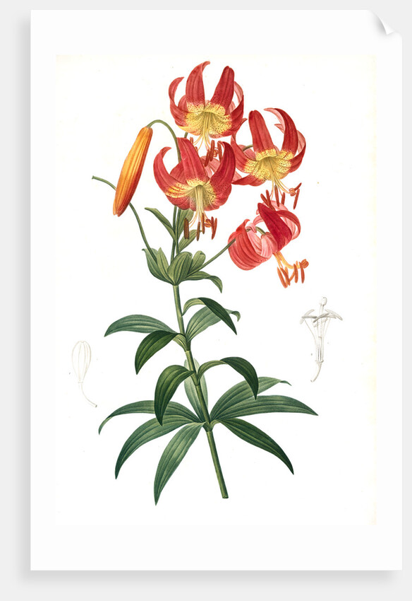 Lilium superbum; Lis superb by Pierre Joseph Redouté