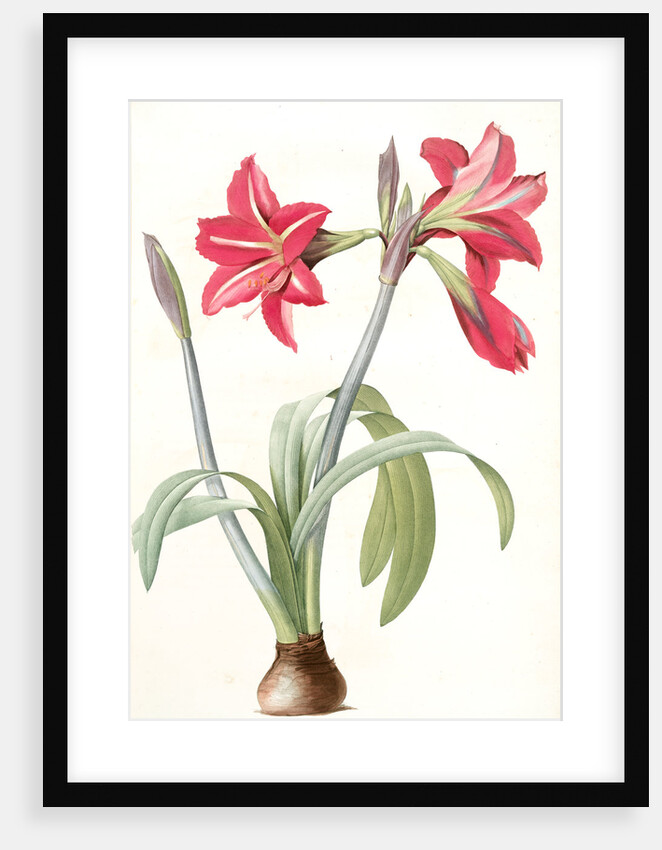 Amaryllis brasiliensis, Hippeastrum equestre; Amaryllis brèsilienne; Barbados Lily by Pierre Joseph Redouté