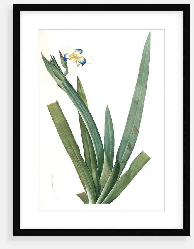 Moraea vaginata, Neomarica Northiana; Morée à longue gaine, Walking Iris; North's false flag; Apostle plant by Pierre Joseph Redouté