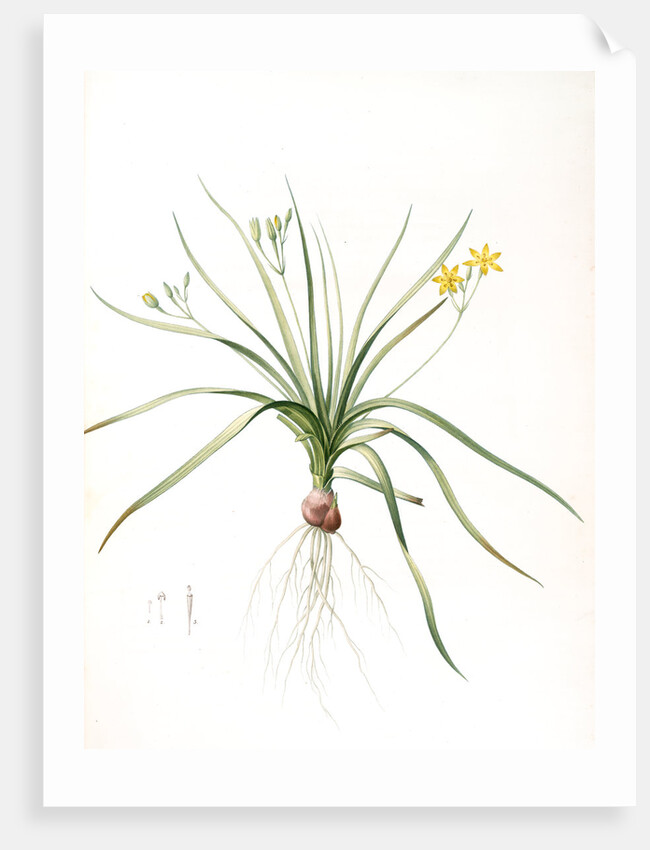 Hypoxia erecta, Hypoxis hirsuta; Hypoxis droite, Common Gold star by Pierre Joseph Redouté