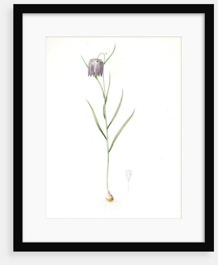 Fritillaria meleagris, Fritillaire pintade; Snakehead fritillary; Checkered lily by Pierre Joseph Redouté