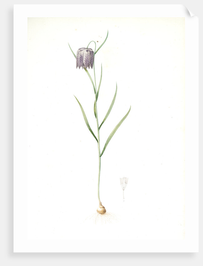 Fritillaria meleagris, Fritillaire pintade; Snakehead fritillary; Checkered lily by Pierre Joseph Redouté
