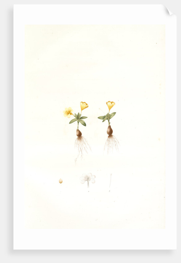 Galaxia ovata, Galaxia à feuilles ovales, Ovate-leaved galaxia by Pierre Joseph Redouté