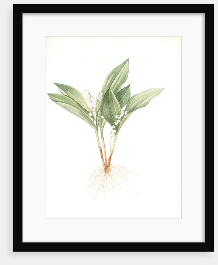 Convallaria majalis, Muguet de Mai; Lily of the valley by Pierre Joseph Redouté
