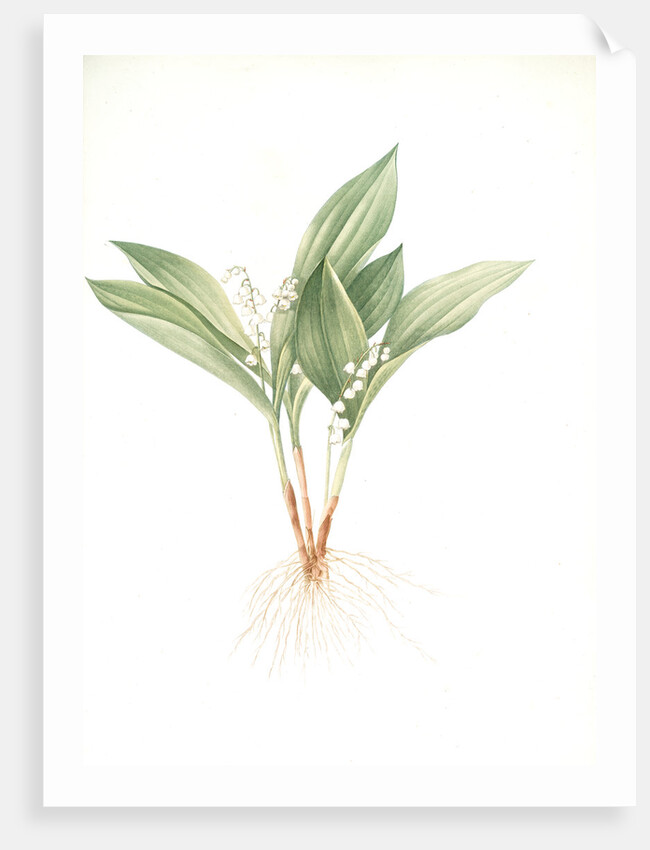 Convallaria majalis, Muguet de Mai; Lily of the valley by Pierre Joseph Redouté
