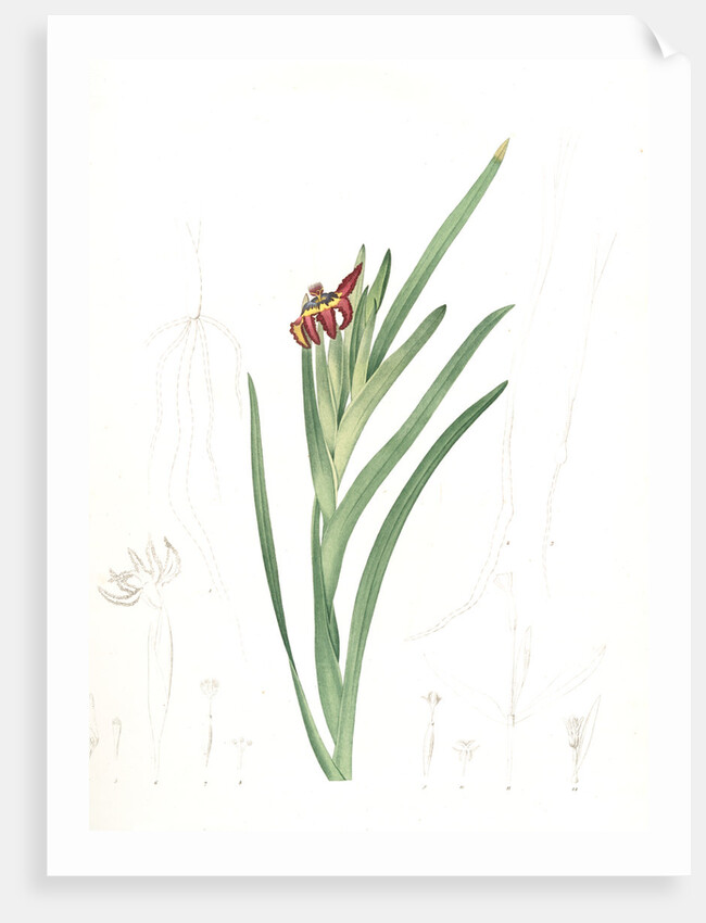 Ferraria Ferrariola, Ferrarie ferrariole by Pierre Joseph Redouté