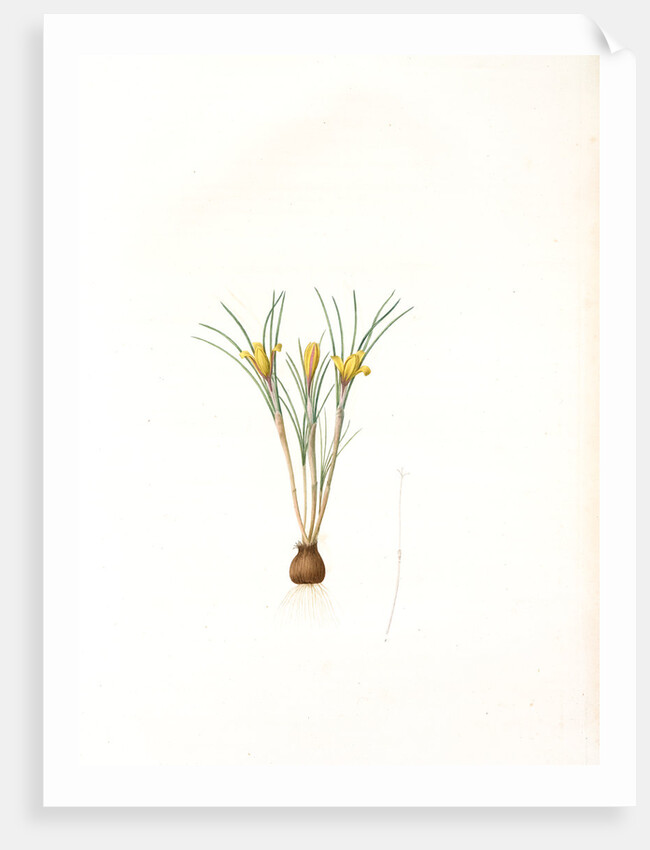 Crocus susianus, Safran de Suse; Cloth-of-Gold Crocus by Pierre Joseph Redouté