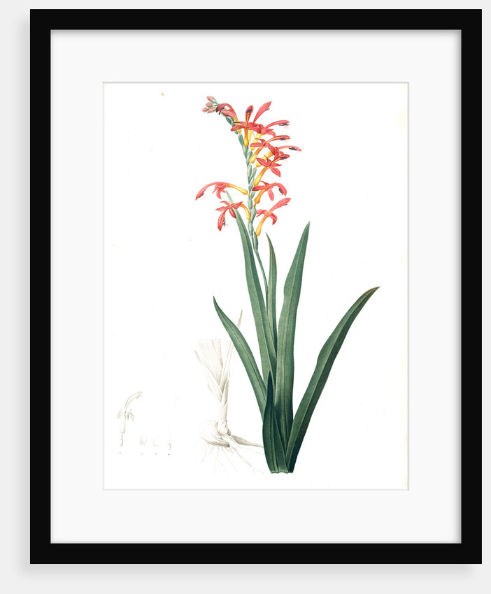 Antholyza aethiopica, Chasmanthe aethiopica; Antholyze d'Ethiopie, Suurkanol; Suurpypie; African cornflag by Pierre Joseph Redouté