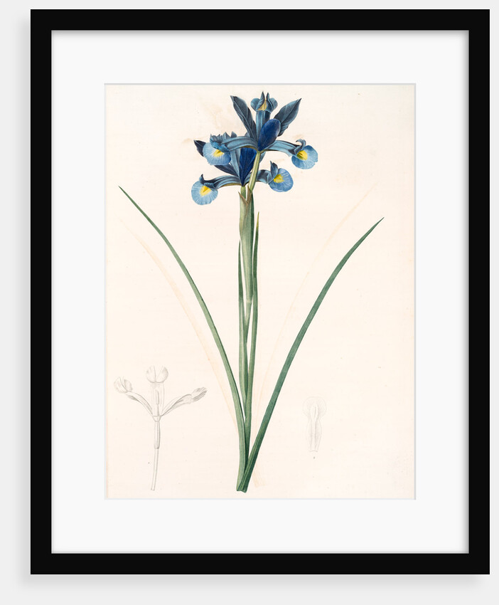 Iris Xiphium, Iris xiphium; Iris xiphium; Spanish Iris, Bulbous Iris by Pierre Joseph Redouté