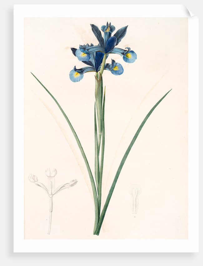 Iris Xiphium, Iris xiphium; Iris xiphium; Spanish Iris, Bulbous Iris by Pierre Joseph Redouté