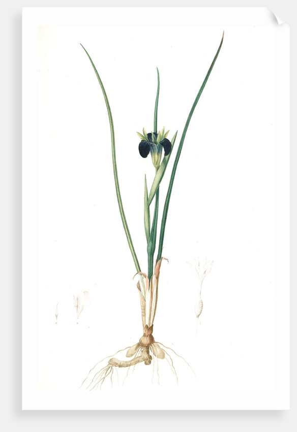 Iris tuberosa, Hermodactylus tuberosus; Snake's head Iris, Widow Iris by Pierre Joseph Redouté