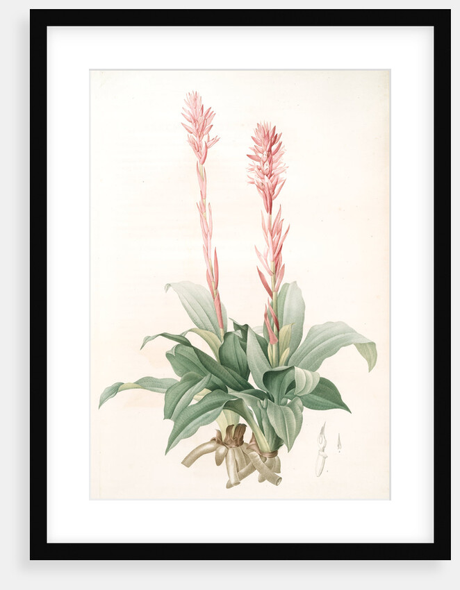 Neottia speciosa, Stenorhynchus speciosus; Néottie à fleurs roses by Pierre Joseph Redouté