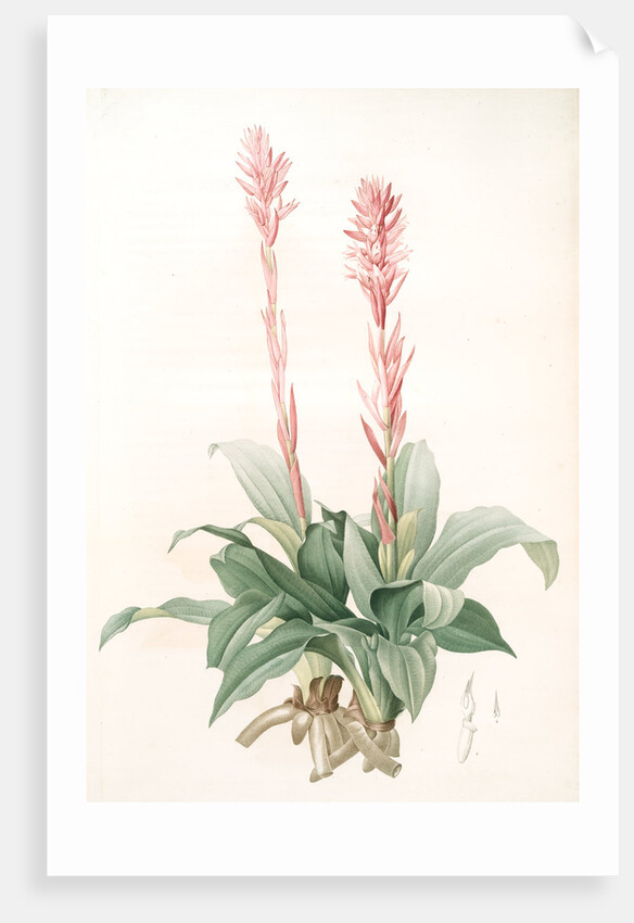 Neottia speciosa, Stenorhynchus speciosus; Néottie à fleurs roses by Pierre Joseph Redouté