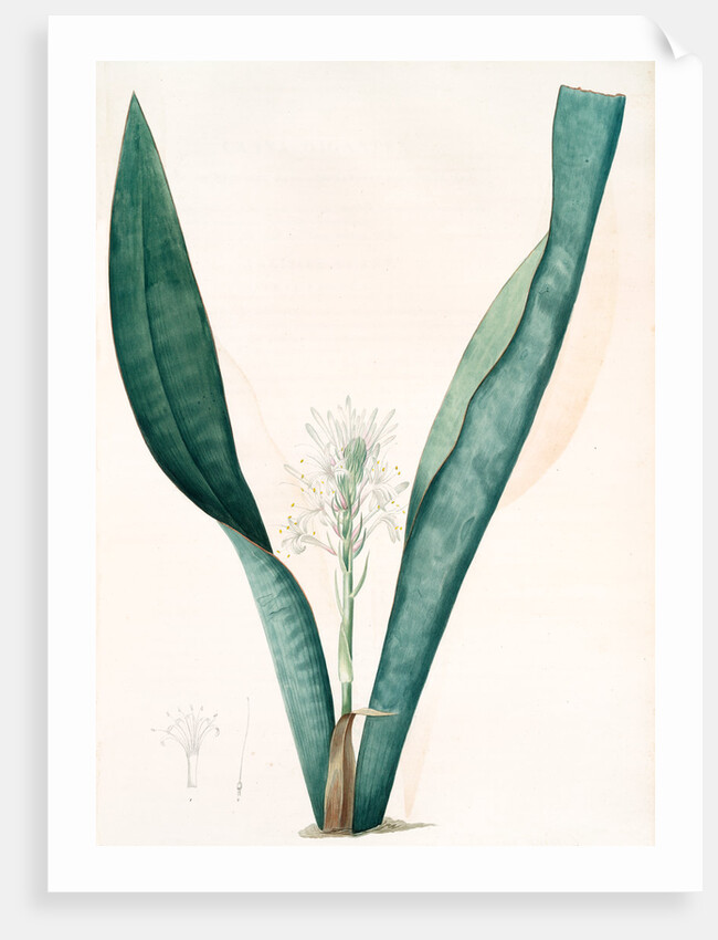 Sanseviera guineensis, Sansevieria thyrsiflora; Sansviera de Guinée, African hemp by Pierre Joseph Redouté
