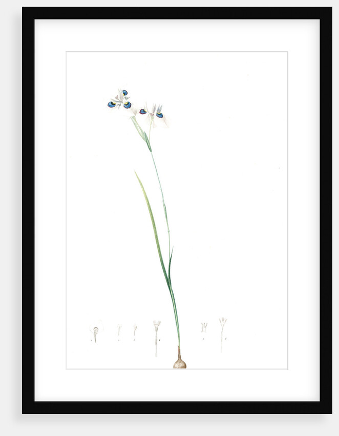 Vieusseuxia glaucopis, Moraea glaucopis; Vieusseuxie à taches bleues, Peacock Iris; Pavonia by Pierre Joseph Redouté