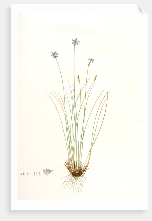 Aphyllanthes monspeliensis, Aphylanthe de Montpellier, Blue Grass Lily by Pierre Joseph Redouté