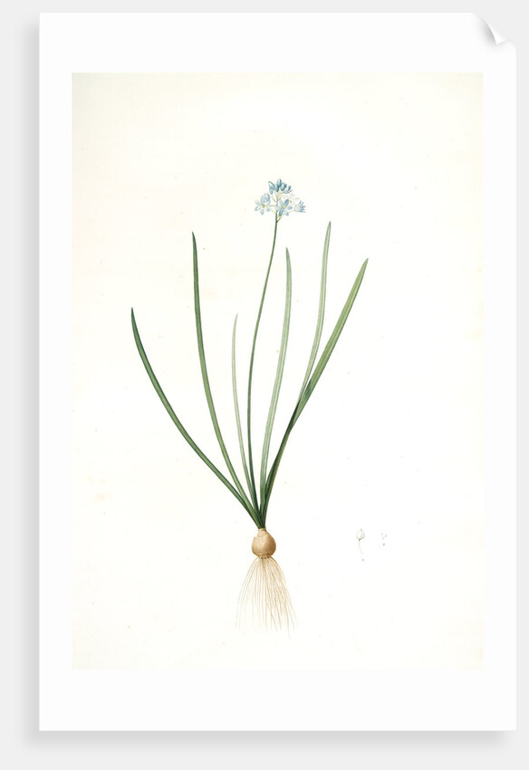 Scilla umbellata, Scilla verna; Scille en ombelle, Spring squill by Pierre Joseph Redouté
