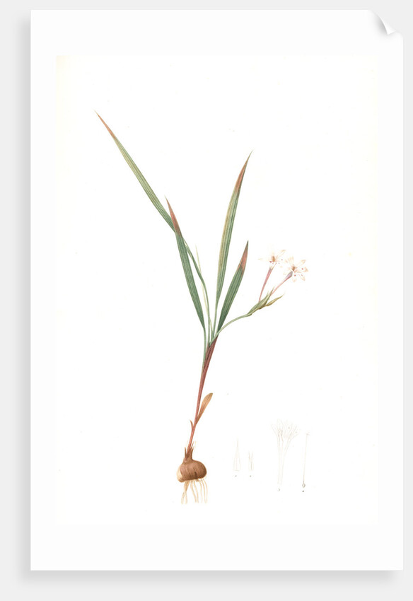 Gladiolus inclinatus, Babiana tubiflora; Glaïeul incliné, Long-tubed Babiana by Pierre Joseph Redouté