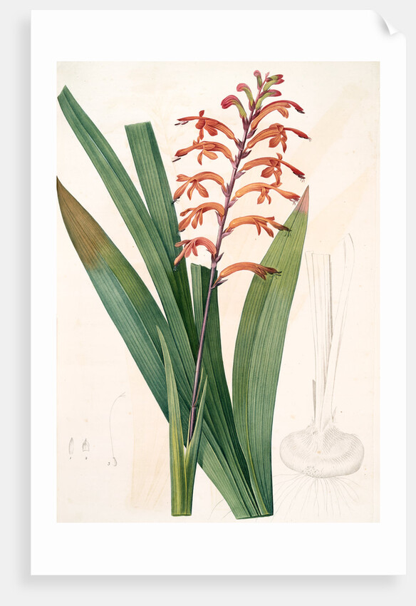 Antholyza praealta, Chasmanthe aethiopica; Antholyze élevée, Flag-leaved Antholyza by Pierre Joseph Redouté