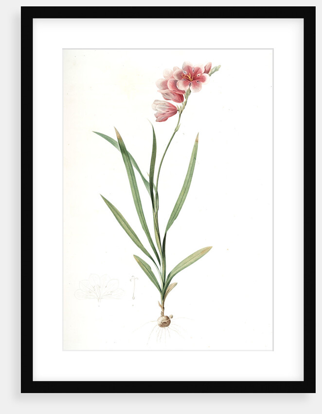 Ixia hyalina, Tritonia hyalina; Ixia demi-transparente; Tritonia by Pierre Joseph Redouté
