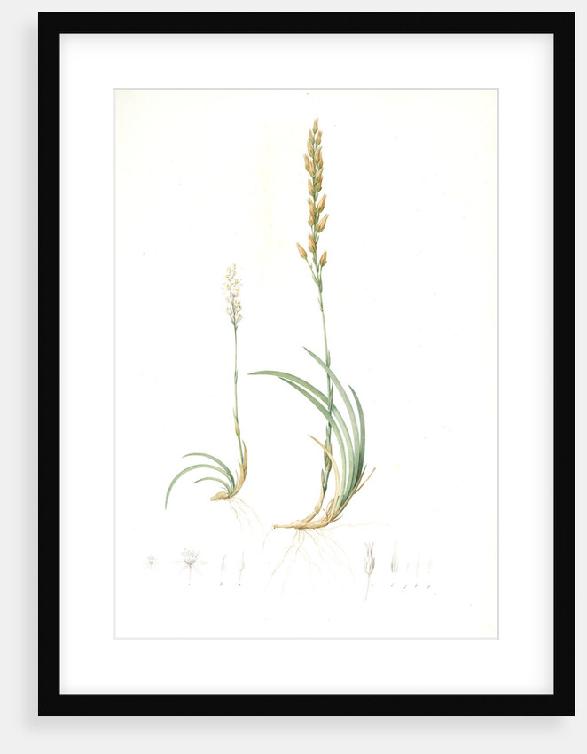 Abama ossifraga, Narthecium ossifragum; Abama des marais; Bog-Ashpodel by Pierre Joseph Redouté