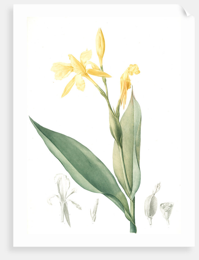 Canna flaccida, Balisier flasque, Golden Canna; Bandana of the Everglades by Pierre Joseph Redouté
