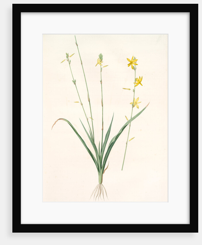 Echeandia terniflora, Echéandie à feuilles ternées, Craglily by Pierre Joseph Redouté