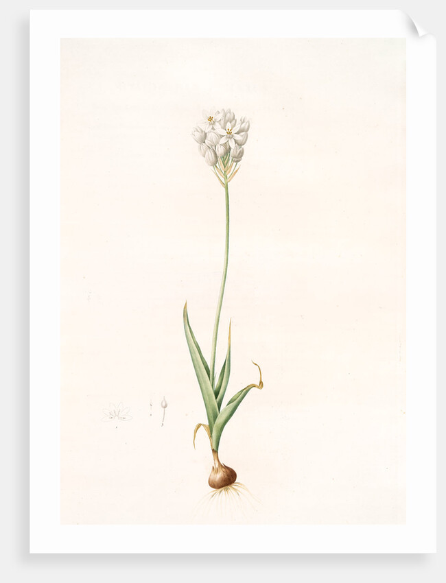 Ornithogalum thyrsoides, Ornithogale en Thyrse; Chincherinchee or African Wonder Flower by Pierre Joseph Redouté
