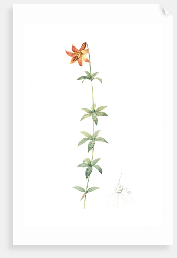 Lilium penduliflorum, Lilium canadense; lis à fleur pendante, Canadian lily; meadow lily by Pierre Joseph Redouté