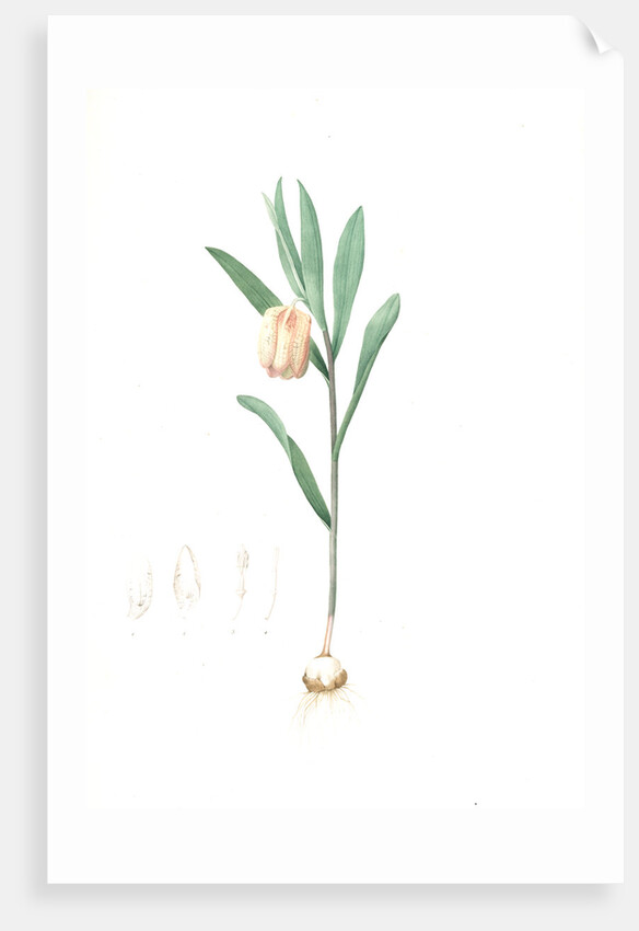 Fritillaria latifolia, Fritillaire à large feuille, Broad-leaved Fritillaria by Pierre Joseph Redouté