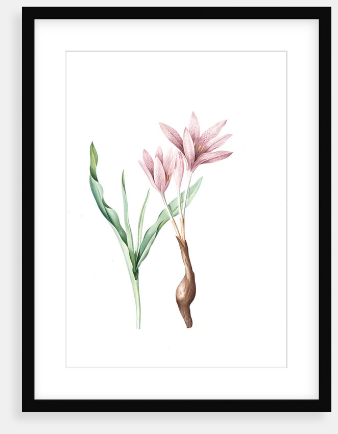 Colchicum variegatum, Colchique tacheté; Greek Autumn-Crocus by Pierre Joseph Redouté