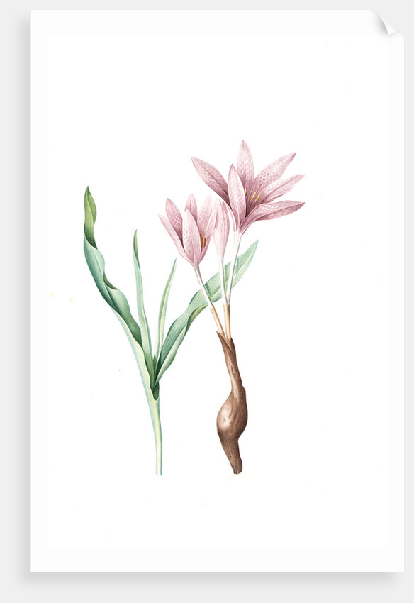 Colchicum variegatum, Colchique tacheté; Greek Autumn-Crocus by Pierre Joseph Redouté