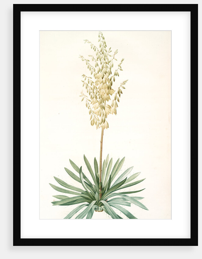 Yucca filamentosa, Yucca a filaments; Adams-needle (enlarged) by Pierre Joseph Redouté