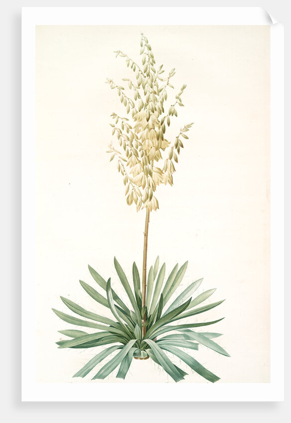 Yucca filamentosa, Yucca a filaments; Adams-needle (enlarged) by Pierre Joseph Redouté