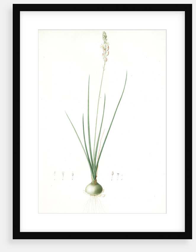 Ornithogalum tenuifolium, Ornithogalum graminifolium; Ornithogale à feuilles étroites, Rush-leaved Star of Bethlehem by Pierre Joseph Redouté