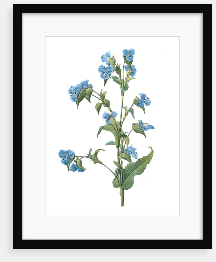 Commelina tuberosa, Commelina coelestis Comméline tubérose; Day-flower by Pierre Joseph Redouté