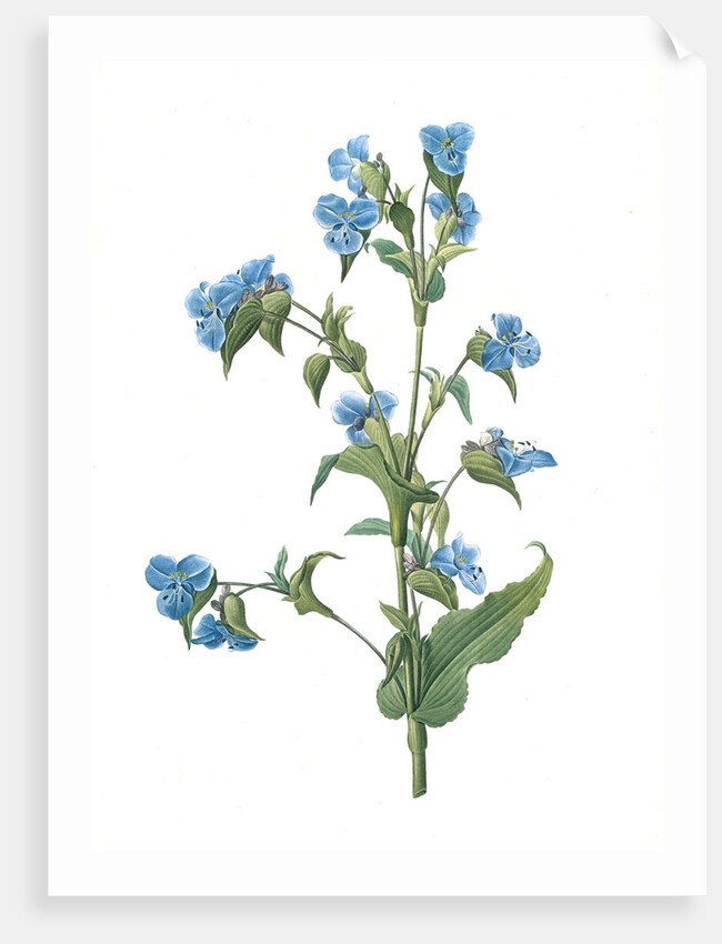 Commelina tuberosa, Commelina coelestis Comméline tubérose; Day-flower by Pierre Joseph Redouté