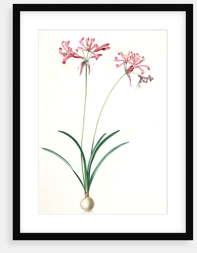 Amaryllis humilis, Nerine humilis; Amaryllis peu èlevèe, Nerine Lily by Pierre Joseph Redouté