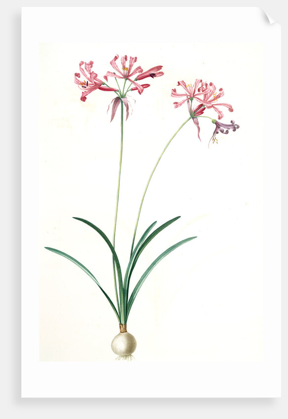 Amaryllis humilis, Nerine humilis; Amaryllis peu èlevèe, Nerine Lily by Pierre Joseph Redouté