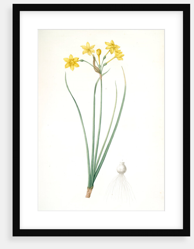 Narcissus jonquilla, Narcissus Jonquilla; Narcisse jonquille; Jonquil by Pierre Joseph Redouté