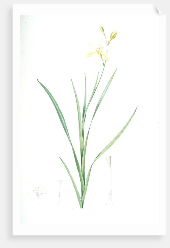 Ixia anemonae flora, Sparaxis bulbifera; Ixia fleur d'anémone, Wand flower by Pierre Joseph Redouté