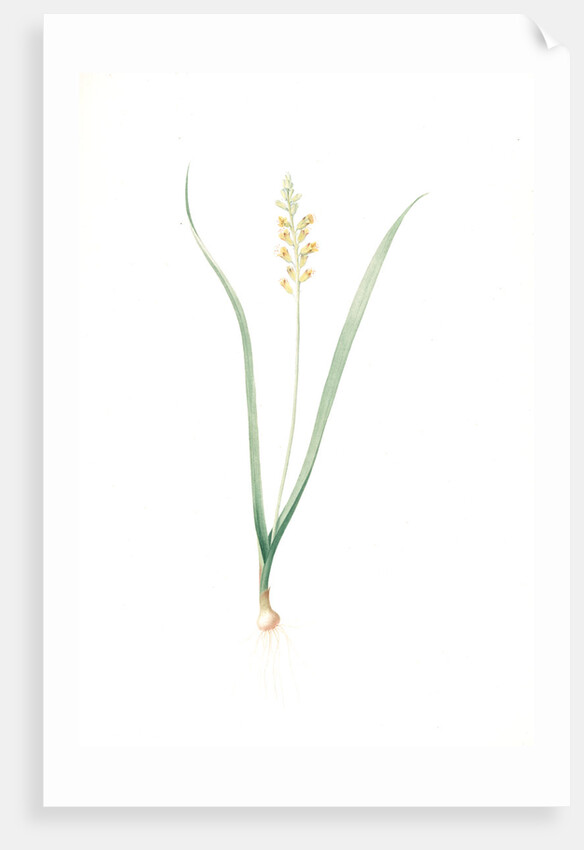 Lachenalia pallida, Lachanale pâle, Cape Cowslips by Pierre Joseph Redouté