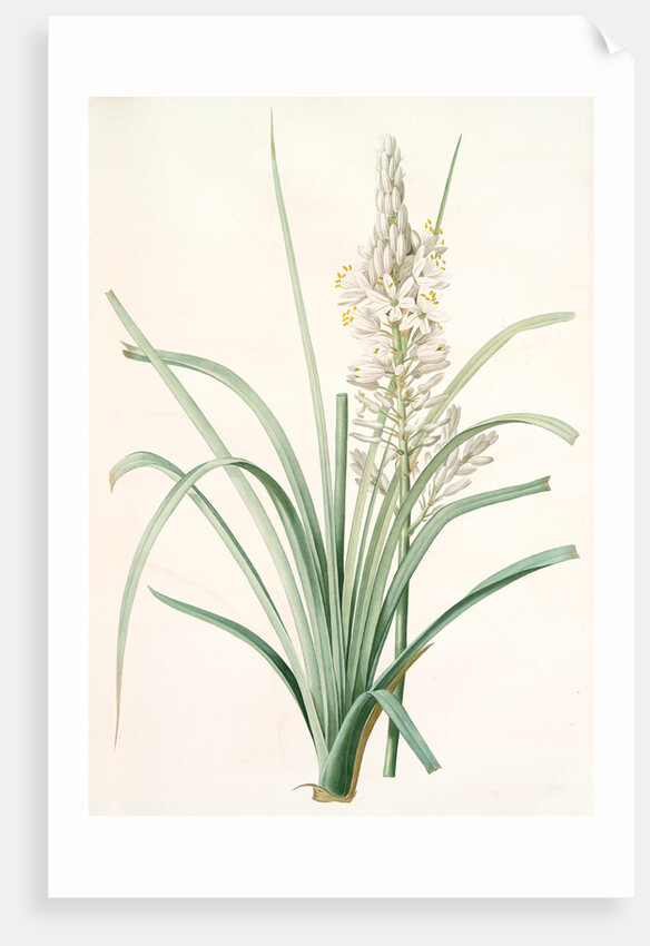 Asphodelus ramosus, Ashpodèle rameux, king's spear; royal staff; white asphodel; branched asphodel by Pierre Joseph Redouté