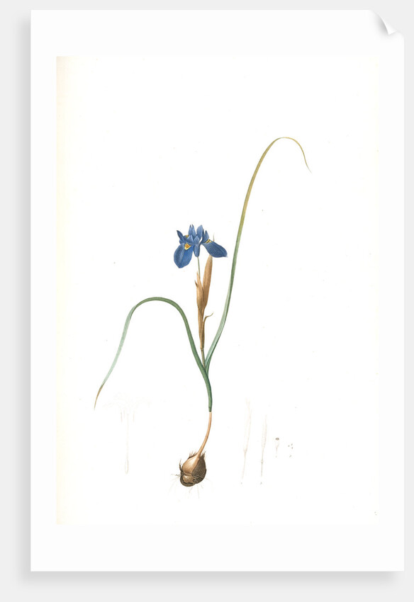 Iris Sisyrinchium, Iris double-bulbe by Pierre Joseph Redouté