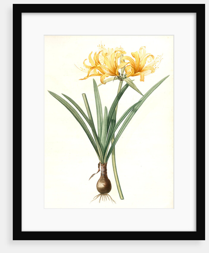 Amaryllis aurea, Lycoris aurea; Amaryllis dorée; Golden Spider Lily, Golden hurricane lily by Pierre Joseph Redouté