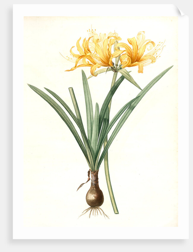 Amaryllis aurea, Lycoris aurea; Amaryllis dorée; Golden Spider Lily, Golden hurricane lily by Pierre Joseph Redouté