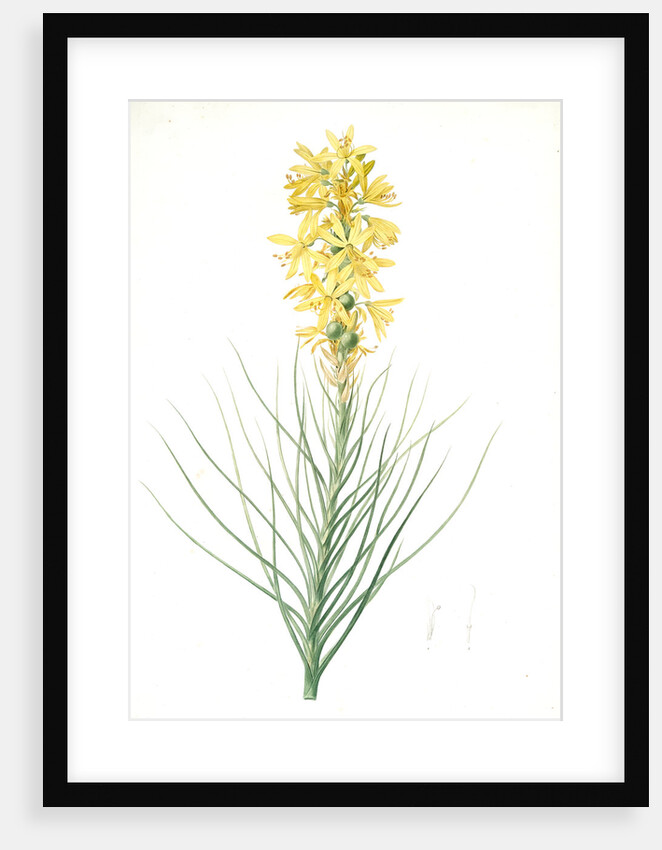 Asphodelus luteus, Asphodeline lutea; King's spear, Yellow asphodel; Jacob's rod by Pierre Joseph Redouté